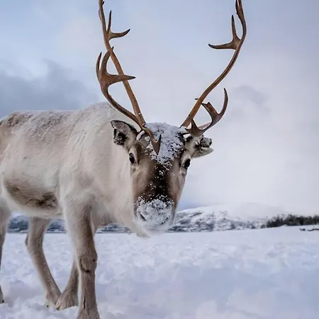 Arctic Penthouse I I Views