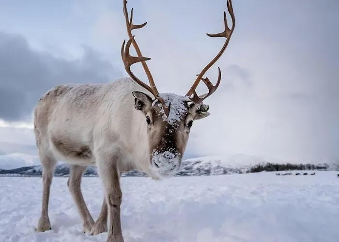 Arctic Penthouse I I Views